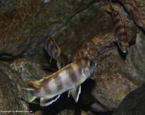 Labidochromis sp. 'perlmutt'